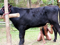 Sex with a cow