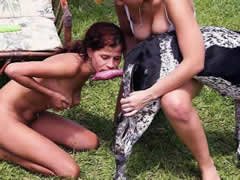 Dog anal sex orgy