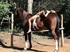 Outdoors horse sex