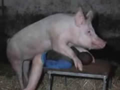 Pig sex