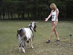 Lisa play with goat