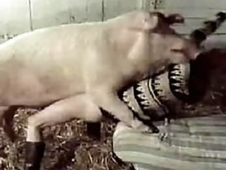 sex with pig